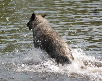 Straub-Hundesport - der Ausrüster für aktive Hunde und Hundeführer