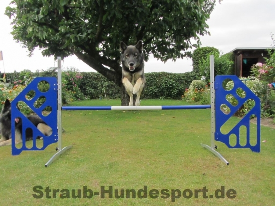 zerlegbare Agility Hürde aus Aluminium